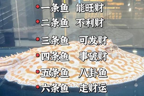 养风水鱼有什么讲究？