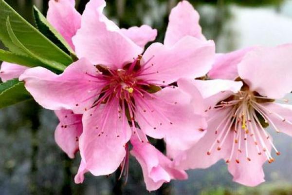 花树花枝算命