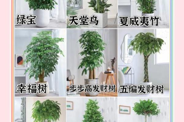 写字楼办公室风水绿植哪种最好推荐