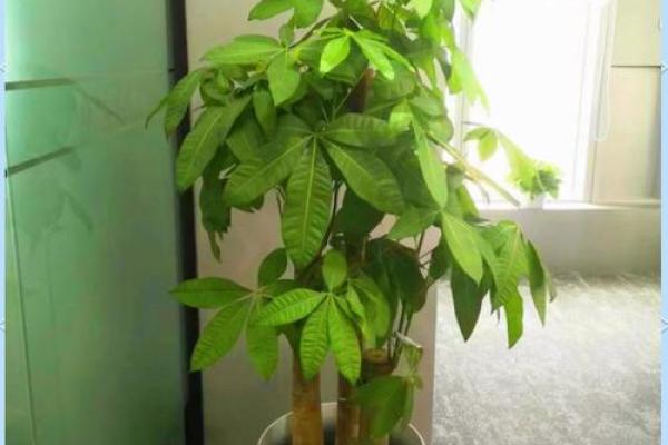 写字楼办公室风水绿植哪种最好推荐