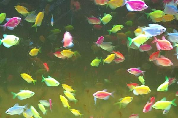 金鱼缸风水尾数功能鱼算不