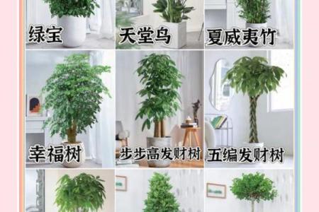 写字楼办公室风水绿植哪种最好推荐