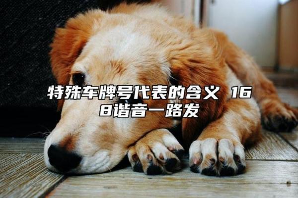 八字测车牌号码测吉凶测试