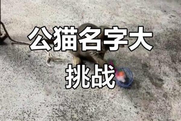 怎么给公猫姓名配对呢图片 怎么给公猫取名字好听？