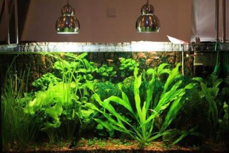 玻璃房子风水植物图片