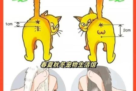 怎么给公猫姓名配对呢图片 怎么给公猫取名字好听？