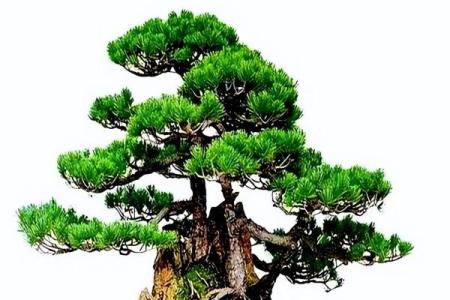 庭院种什么树风水好又旺财旺宅