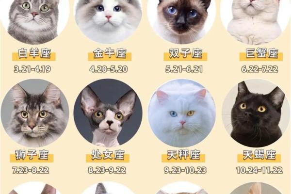 十二星座专属宠物