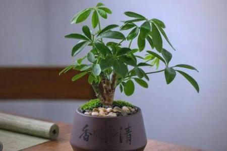 风水选择书房放什么植物好有助于学习氛围