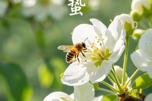 黄历惊蛰是什么意思,运气好命短