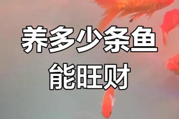 记住这些养鱼风水,会让你财源滚滚来