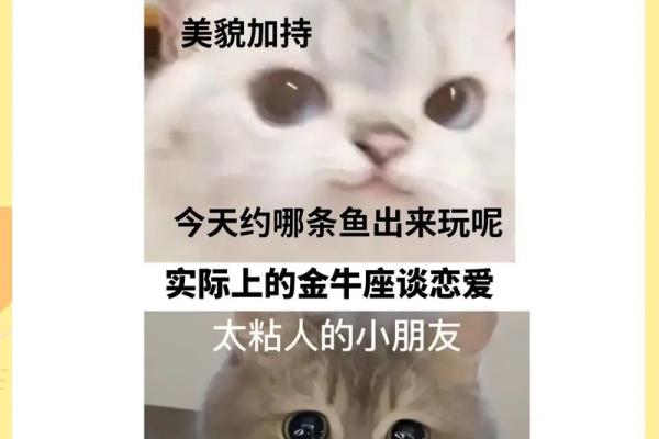 金牛座的男生适合哪个星座的女生谈恋爱