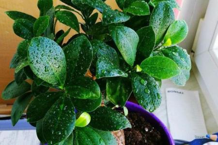 办公室最旺风水植物象征财源广进