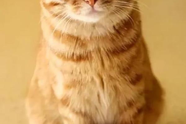 养黄猫的风水 家里养二只猫风水好不好