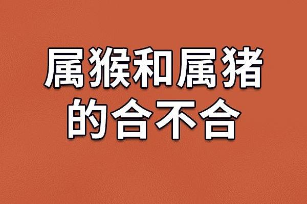 生肖属猴和属猪合吗 相合配对指数查询