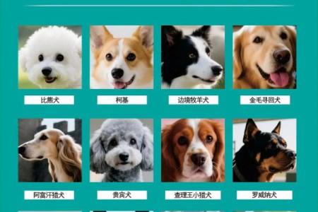哪些狗狗属于你的星座？