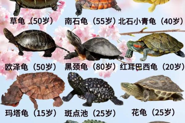 乌龟一般养几只吉利养龟风水养单数还是双数好
