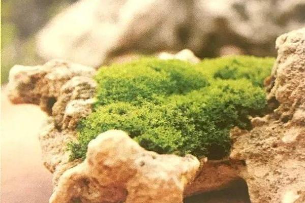 让家庭和谐青苔的风水