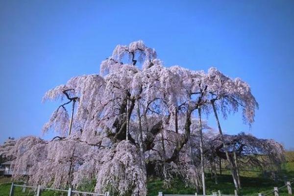 樱花与风水的魅力