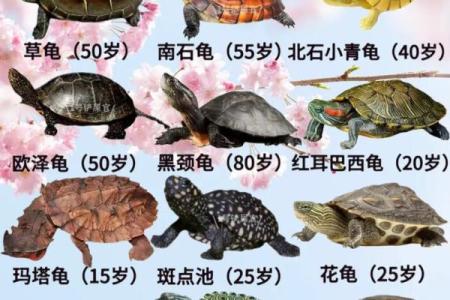 乌龟一般养几只吉利养龟风水养单数还是双数好