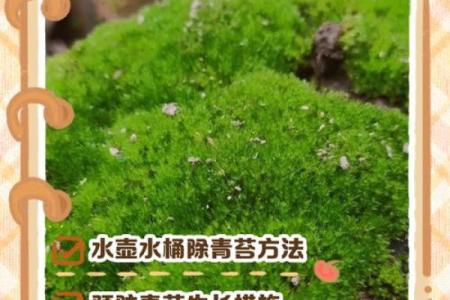 让家庭和谐青苔的风水