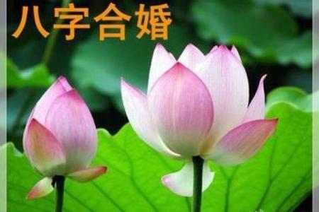 合八字白蜡金和杨柳木可以结婚吗 两人配不配