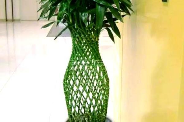家中养富贵竹风水有讲究