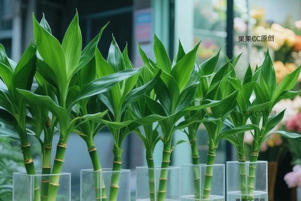 家中养富贵竹风水有讲究