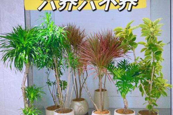 客厅摆放植物风水原则