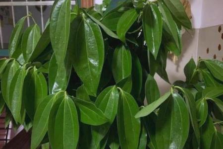 客厅摆放植物风水原则