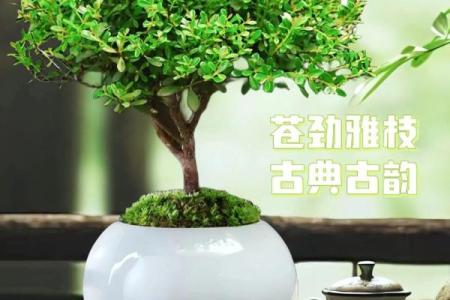 办公室风水植物_老板的办公室要放什么植物