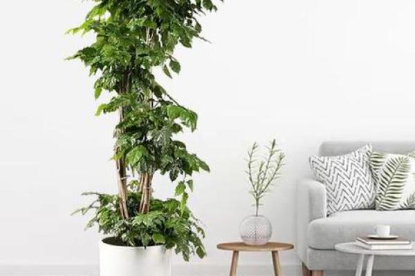 办公室风水绿植选择有哪些可以带来财运