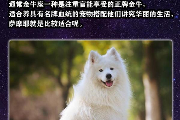 12星座应该养哪种狗狗