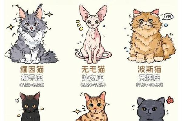 十二星座适合养什么便宜的猫咪和宠物