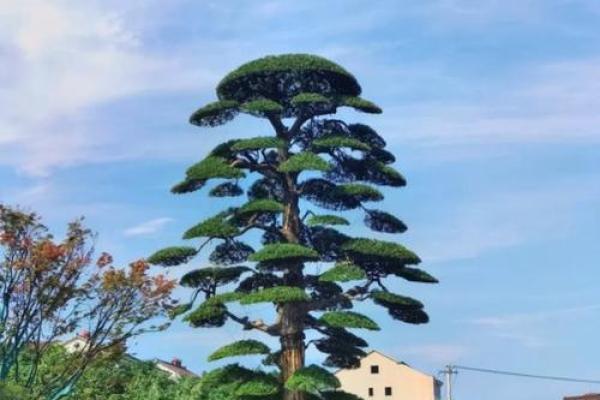 北方庭院十大吉祥之树风水树
