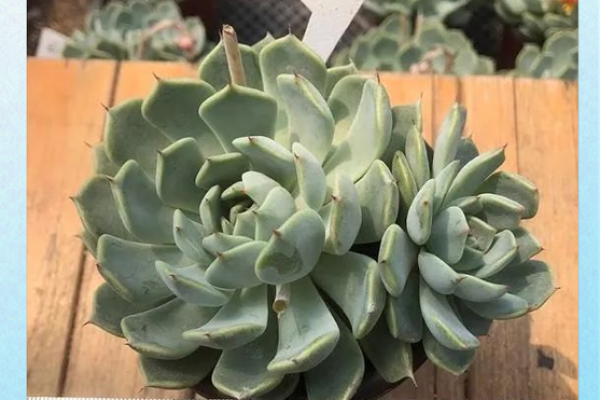 多肉星座系列怎么区分