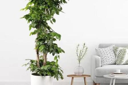 办公室风水绿植选择有哪些可以带来财运