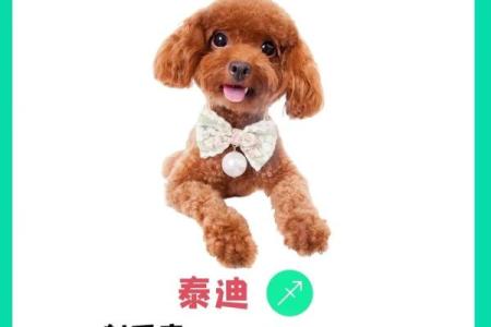 12星座应该养哪种狗狗