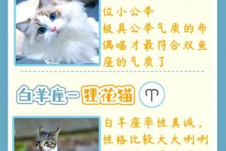 十二星座适合养什么便宜的猫咪和宠物