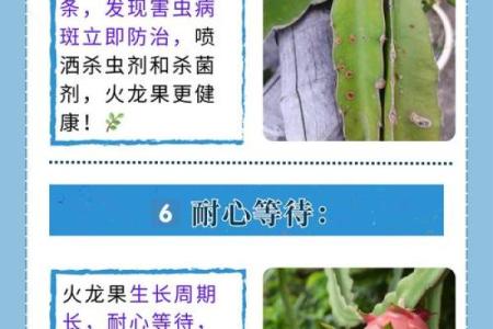 家里种火龙果影响风水