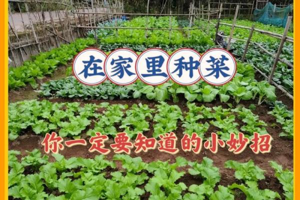 新房子前面种菜可以吗风水