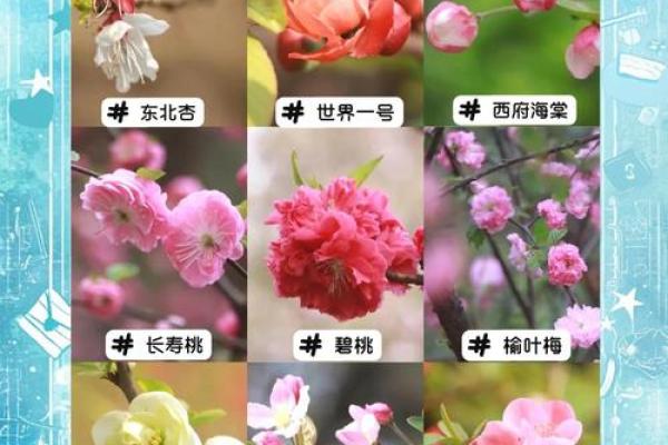 海棠花的风水_龙翅海棠开花寓意