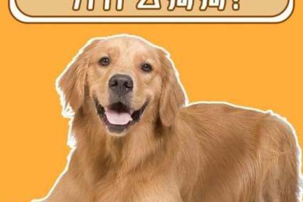 怎么知道狗狗是什么星座的