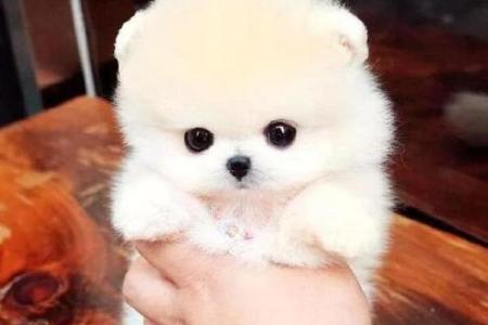 十二星座儿童最适合养什么茶杯犬呢