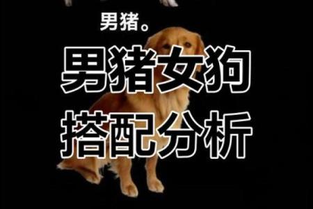 94年狗和94年狗是上等婚吗 两只94年生的狗配对算是高配婚姻吗