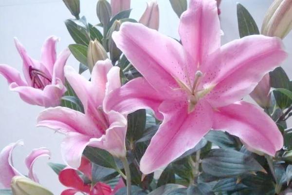 百合花有哪些风水作用