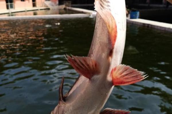蓝鲨没腮风水
