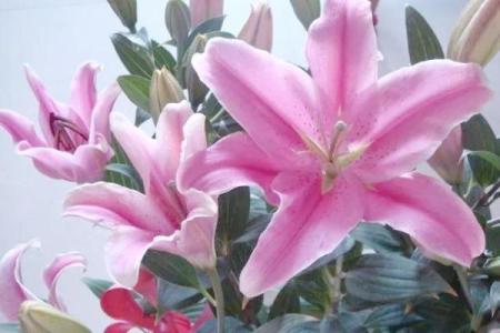 百合花有哪些风水作用