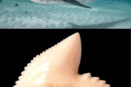 蓝鲨没腮风水