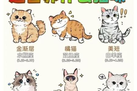 用星座给小猫起名子